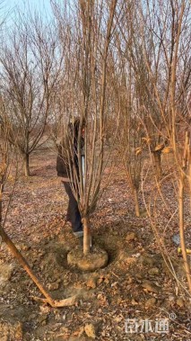 10公分龙柱碧桃