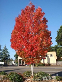 16公分美国红枫