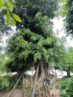 高度200厘米三角梅