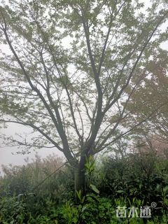 25公分东京樱花