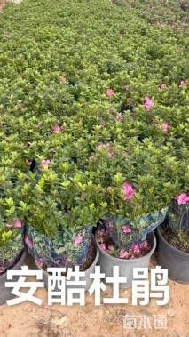 高度30厘米康乃馨