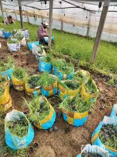 高度48厘米芦苇