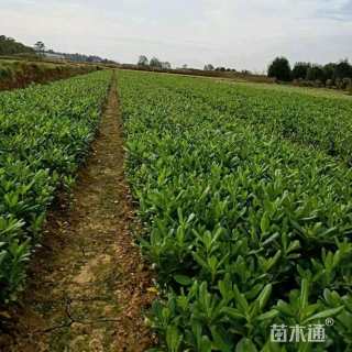 高度30厘米海桐小苗