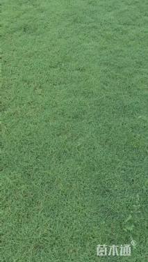 草毯状马尼拉草