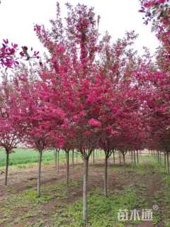 12公分北美海棠