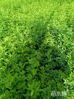 高度30厘米迎春花