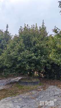 高度450厘米木绣球