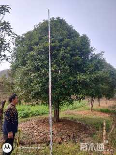 高度400厘米丛生桂花