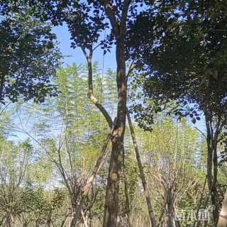 12公分黄花风铃木