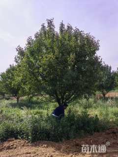 20公分绚丽海棠