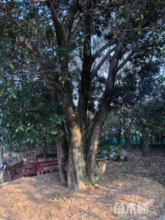 高度1400厘米丛生桂花