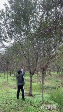 16公分绚丽海棠