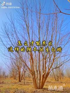 高度800厘米丛生白蜡