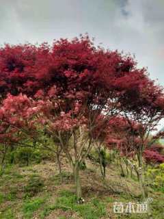 15公分日本红枫