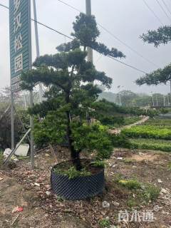 容器苗造型罗汉松