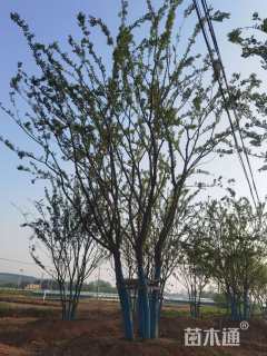 15公分(5杆)丛生朴树