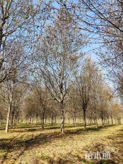 18公分北美红枫