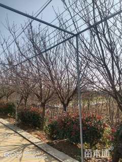 冠幅1300厘米石楠球