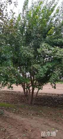 高度600厘米丛生五角枫