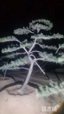 10公分造型黑松