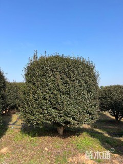 高度450厘米茶梅