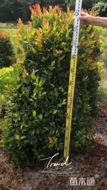 高度80厘米红车球