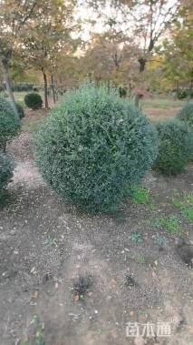 高度120厘米水蜡球