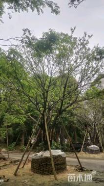 75公分(3杆)丛生朴树