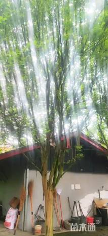 高度140厘米大红紫薇