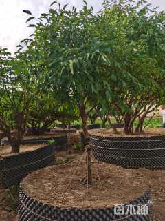 高度2200厘米紫斑牡丹