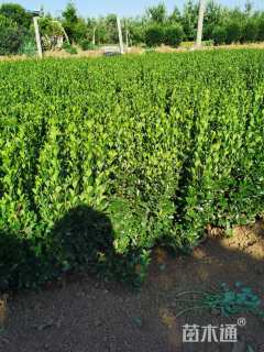 高度70厘米大叶黄杨