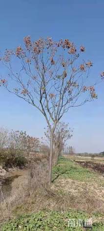 8公分栾树