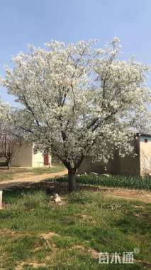 30公分染井吉野樱