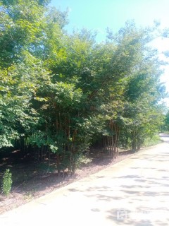 55公分(5杆)丛生榉树