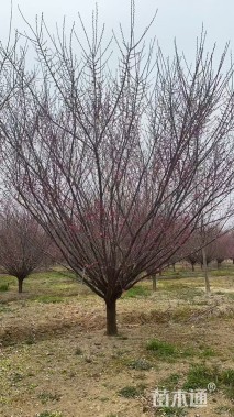 12公分骨里红梅