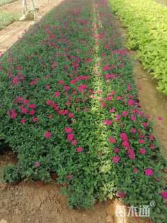 高度20厘米美女樱