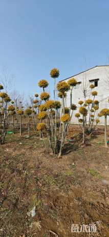 35公分造型亮晶女贞