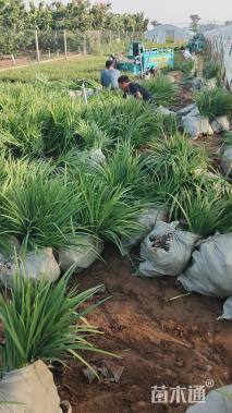 高度30厘米水生鸢尾