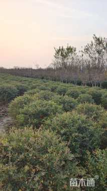 冠幅100厘米火棘球