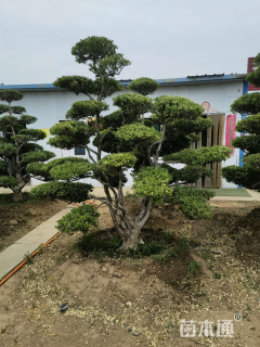 10公分造型黄杨