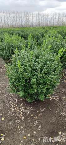 冠幅90厘米卫矛球