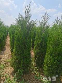 高度180厘米蜀桧