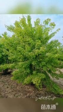 高度500厘米丛生五角枫