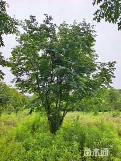 11公分黄山栾树
