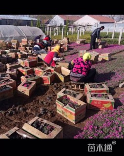 高度15厘米丛生福禄考