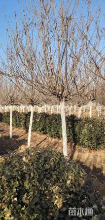 12公分日本晚樱