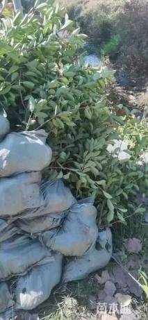 原生苗红叶石楠