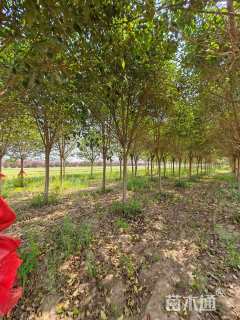 13公分大叶女贞