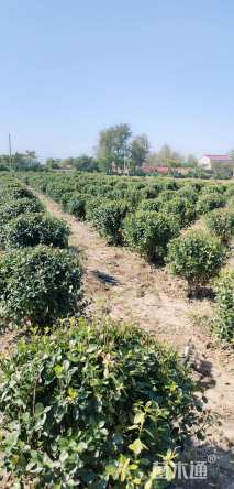 冠幅800厘米大叶黄杨球