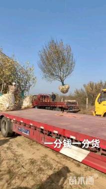 22公分八棱海棠